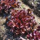 Eichblattsalat, roter Feuille de Chêne Rouge - Lactuca sativa - BIOSAMEN