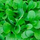 Nüsslisalat, Feldsalat Verte à Coeur Plein - Valerianella locusta - BIOSAMEN