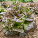 Bataviasalat Gloire du Dauphiné - Lactuca sativa - BIOSAMEN