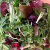 Salat Mischung Mélange Secret de Frank Morton- Lactuca sativa - BIOSAMEN