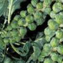 Rosenkohl Demi-Nain - Brassica oleracea - BIOSAMEN