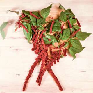 Amaranth Dreadlock - Amaranthus cruentus - BIOSAMEN