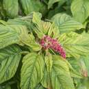 Amaranth Dreadlock - Amaranthus cruentus - BIOSAMEN