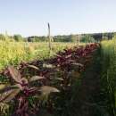 Amaranth Hopi Red Dye - Amaranthus hypochondriacus -...