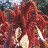 Amaranth Hopi Red Dye - Amaranthus hypochondriacus - BIOSAMEN