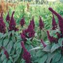 Amaranth Tête d’Éléphant - Amaranthus cruentus - BIOSAMEN