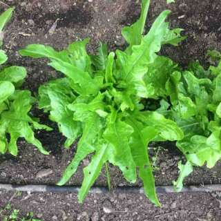 Pflücksalat Elf Ears Oak - Lactuca sativa - BIOSAMEN