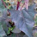 Gartenmelde Violette à Feuilles Pointues - Atriplex hortensis - BIOSAMEN