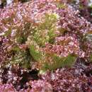 Eichblattsalat Flame - Lactuca sativa - BIOSAMEN