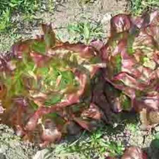 Bataviasalat Rouge Grenobloise - Lactuca sativa - BIOSAMEN