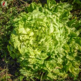 Endivie Géante Maraîchère - Cichorium endivia - BIOSAMEN