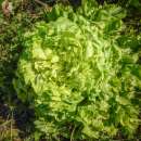 Endivie Géante Maraîchère - Cichorium endivia - BIOSAMEN