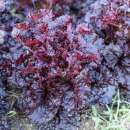 Pflücksalat Merlot - Lactuca sativa - BIOSAMEN