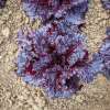 Pflücksalat Merlot - Lactuca sativa - BIOSAMEN
