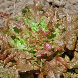 Pflücksalat Redder Ruffled Oak - Lactuca sativa - BIOSAMEN