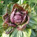 Zichorie, Radicchio Palla Rossa - Cichorium intybus -...