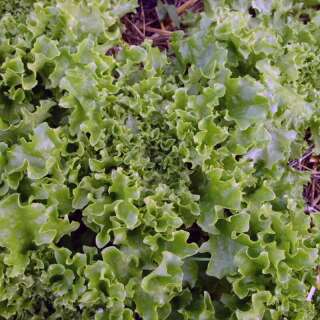 Pflücksalat Tango - Lactuca sativa - BIOSAMEN