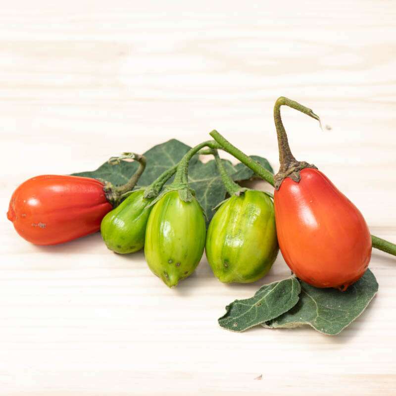 Aubergine, Äthiopische Eierfrucht Africaine Rouge - Solanum aethiopicum - BIOSAMEN