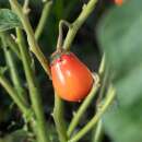 Aubergine, Äthiopische Eierfrucht Africaine Rouge - Solanum aethiopicum - BIOSAMEN