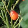 Aubergine, Äthiopische Eierfrucht Africaine Rouge - Solanum aethiopicum - BIOSAMEN