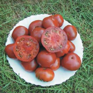 Tomate Black Aisberg - Solanum Lycopersicum - BIOSAMEN