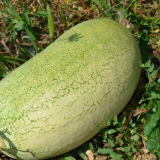 Wassermelone Ali Baba - Citrullus lanatus - BIOSAMEN