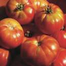 Tomate Altajsky Urozajnij - Solanum Lycopersicum - BIOSAMEN