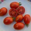 Tomate Black Roma - Solanum Lycopersicum - BIOSAMEN