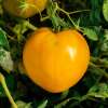 Tomate Cœur de Bœuf Jaune (Ochsenherz, gelb) - Solanum Lycopersicum - BIOSAMEN