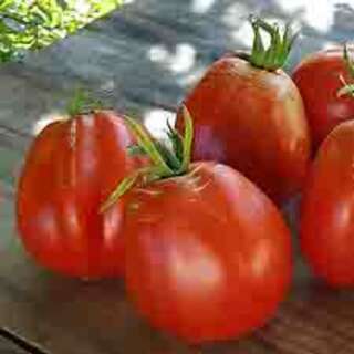 Tomate Cœur de Bœuf de Nice (Ochsenherz) - Solanum Lycopersicum - BIOSAMEN