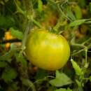 Tomate, grün Charlie Green - Solanum Lycopersicum - BIOSAMEN