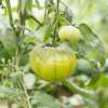 Tomate, grün Charlie Green - Solanum Lycopersicum - BIOSAMEN