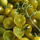 Tomate, grüne Cherry Tomate Verde Claro - Solanum Lycopersicum - BIOSAMEN