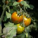 Tomate, Cherry Tomate Zebra Creg - Solanum Lycopersicum -...
