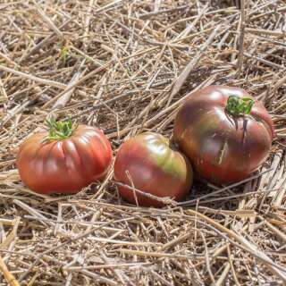 Tomate Dark Queen - Solanum Lycopersicum - BIOSAMEN