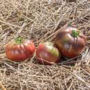 Tomate Dark Queen - Solanum Lycopersicum - BIOSAMEN