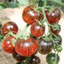 Tomate Dark Galaxy - Solanum Lycopersicum - BIOSAMEN