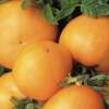 Tomate Orange Tardive Emmy - Solanum Lycopersicum - BIOSAMEN