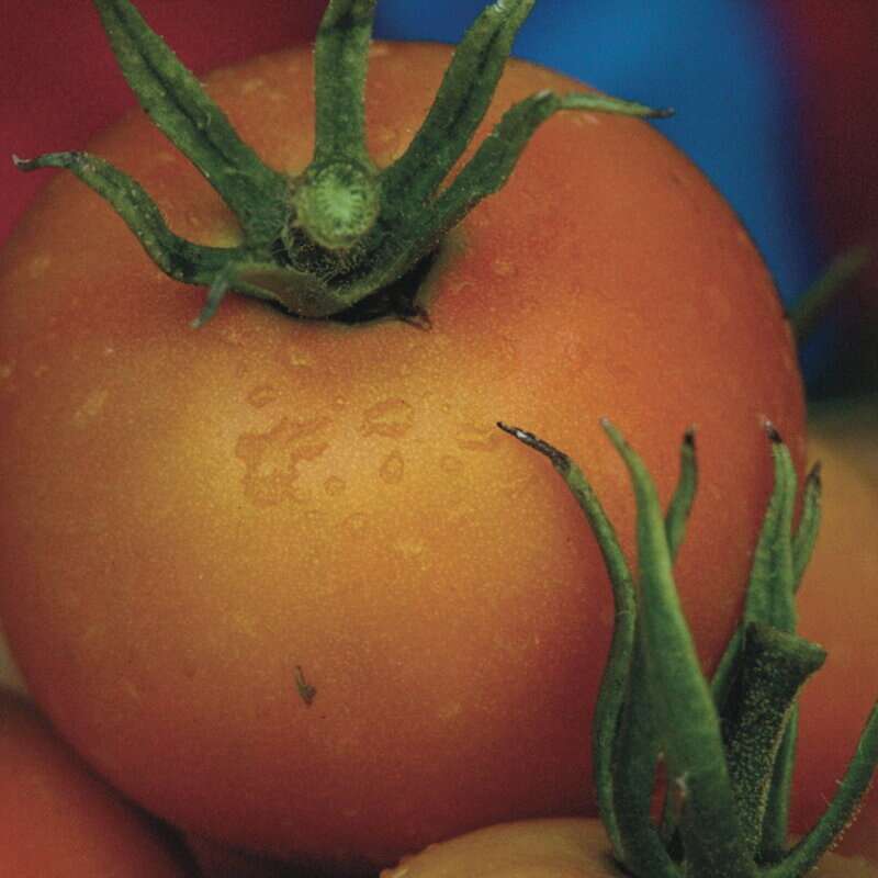 Tomate Jaune Flammée - Solanum Lycopersicum - BIOSAMEN
