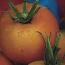 Tomate Jaune Flammée - Solanum Lycopersicum -...
