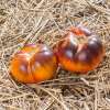 Tomate Lucid Gem - Solanum Lycopersicum - BIOSAMEN