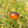 Tomate Lucid Gem - Solanum Lycopersicum - BIOSAMEN