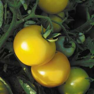Tomate Sol Gold - Solanum Lycopersicum - BIOSAMEN