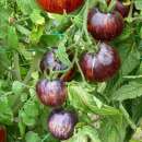 Tomate Kaleidoscopic Jewel - Solanum Lycopersicum - BIOSAMEN