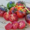 Tomate Kaleidoscopic Jewel - Solanum Lycopersicum - BIOSAMEN
