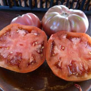 Tomate Polish Nights - Solanum Lycopersicum - BIOSAMEN