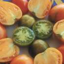 Tomate Orange Strawberry - Solanum Lycopersicum - BIOSAMEN