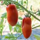 Tomate Oroma - Solanum Lycopersicum - BIOSAMEN