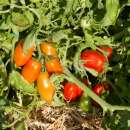 Tomate Peasant - Solanum Lycopersicum - BIOSAMEN