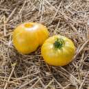 Tomate Pineapple Pig - Solanum Lycopersicum - BIOSAMEN